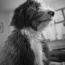 Sheepadoodle All Grown Up from Clevenger’s Sheepadoodle Fur Baby Farm