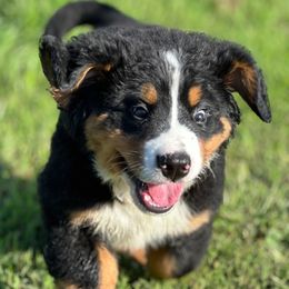 Bernese Mountain Dogs from Iron Heart Berners