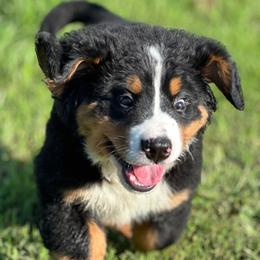 Bernese Mountain Dogs from Iron Heart Berners