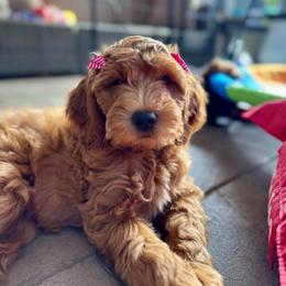 Lettie - Red  female Goldendoodle puppy in Los Gatos, California from Willow & Rose Doodles