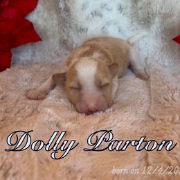 Dolly Parton - White and chocolate female Chinese Crested puppy in Temecula, California from SoCal Chinese Crested