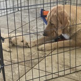 Labrador Retriever Puppies from Luvable AZ Labs