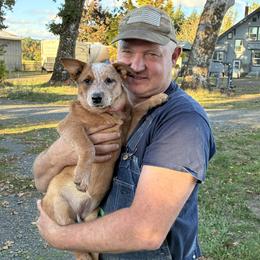 Female 01 - Red speckled female Australian Cattle Dog puppy in Sheridan, Oregon from 6pk Cattledogs