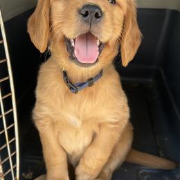 Golden Retriever Puppies from Hidden Oaks Golden Retrievers
