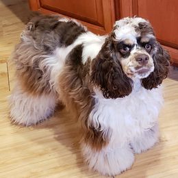Drew - Cocker Spaniel