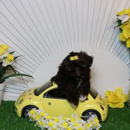 Shih Tzu puppies from Shih tzu Factory