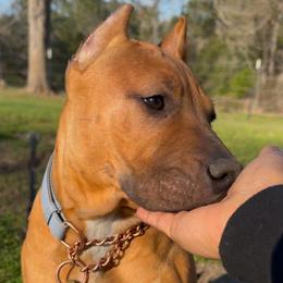 CASHMERE - Fawn sable female American Bully puppy in Texas from TEXAS BULLY FAMILY