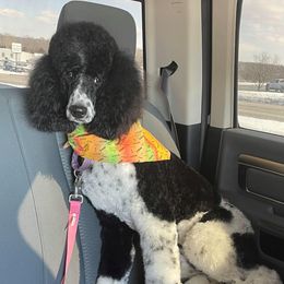 Goldendoodle and Poodle All Grown Up from Rainbow Poodles and Doodles of Oklahoma
