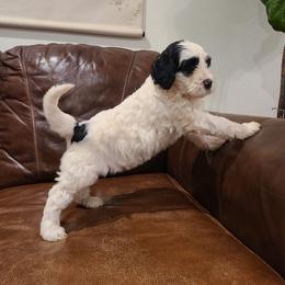 Lexi - Black and white female Portuguese Water Dog puppy in Atmore, Alabama from Gulf Coast Puppies