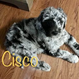 Bernedoodle and Goldendoodle All Grown Up from A.N.A. Doodles