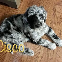 Bernedoodle and Goldendoodle All Grown Up from A.N.A. Doodles