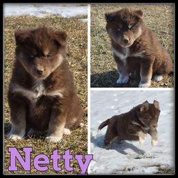 Netty - Red and white female Siberian Husky puppy in Wheeler, Michigan from Haase Family Kennels