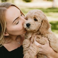 Goldendoodles from Diamond Daisy Doodles