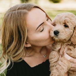 Goldendoodles from Diamond Daisy Doodles