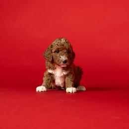 Phylis - Red  female Goldendoodle puppy in Payson, Utah from Country Sky Doodles