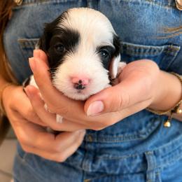 Mando - Black and white male Bernedoodle puppy in Travelers Rest, South Carolina from Bernedoodle.do