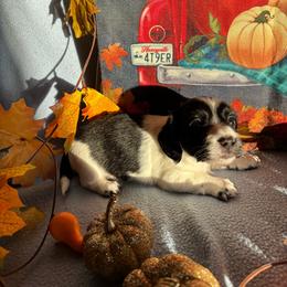 Dolly - Piebald female Dachshund puppy in Great Falls, Montana from Dawn's designerDachshunds
