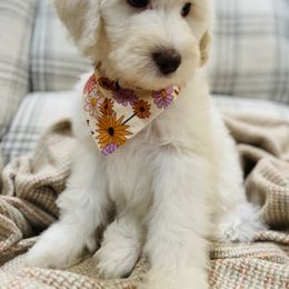 Goldendoodle Puppies from Thompson Creek Doodles