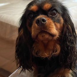 Tera - Cavalier King Charles Spaniel