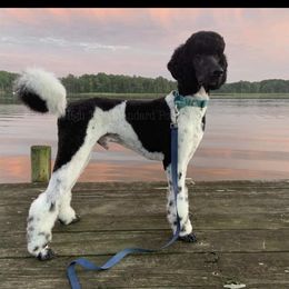 Gauge - Bernedoodle