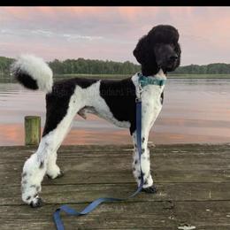 Gauge - Bernedoodle
