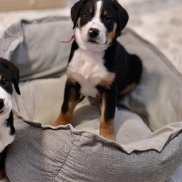 Greater Swiss Mountain Dog and Lowchen Puppies from Roman Reign Lowchen and Greater Swiss Mountain Dogs