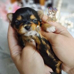 Korean Tala - Black and tan female Morkie puppy in Barren Springs, Virginia from Seeking Shalom Acres Maltese, Maltipoos & Havamalts