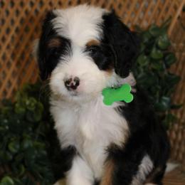 Tri Girl - Tri-color female Bernedoodle puppy in Belgreen, Alabama from Scott’s Farm Poodles and Doodles