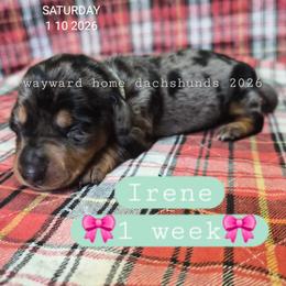 Irene - Dapple female Dachshund puppy in Harrodsburg, Kentucky from Wayward Home Dachshunds