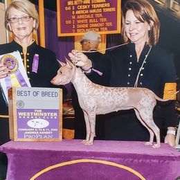 Pink - American Hairless Terrier