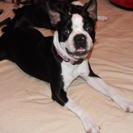 Boston Terriers from Sho-Biz Boston's