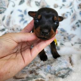Twinkle - Black and rust female Doberman Pinscher puppy in Robinson, Pennsylvania from Makkr Ridge Dobermans LLC