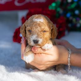 Cleo - Apricot female Poodle puppy in Fort Myers, Florida from Blossom Paws