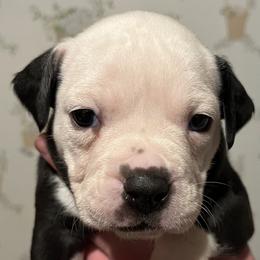 8 - female Alapaha Blue Blood Bulldog puppy in Grafton, Ohio from Eclipse Alapaha Kennels