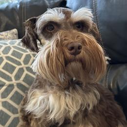Mira - Miniature Schnauzer