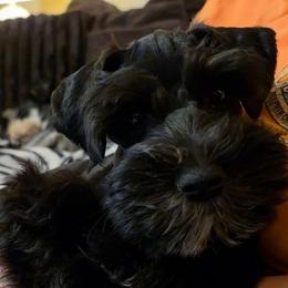 Astro (is jet black with little white. He appears to be brownish to much light I assume) - Black male Miniature Schnauzer puppy in Panama City, Florida from Emerald Coast Schnauzers