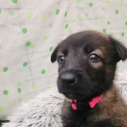 Pink - Fawn sable female Belgian Malinois puppy in Boise, Idaho from Wings of Freedom Retrievers and Malinois