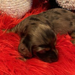 Darla - Dapple female Dachshund puppy in Salyersville, Kentucky from Lavendell Dachshunds