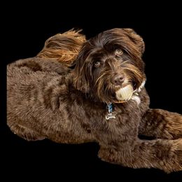 Surry - Australian Labradoodle