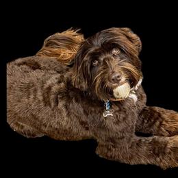 Surry - Australian Labradoodle