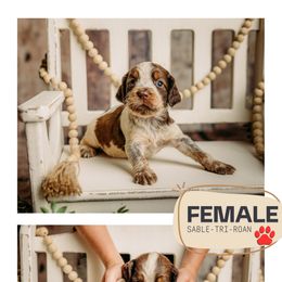 Girl 4 - Sable-Tri-Roan - Orange and white female English Springer Spaniel puppy in Lake City, Fl, Florida from Spradley Springers & GSP's