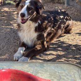 Australian Shepherd All Grown Up from Kickin K Aussies - NC