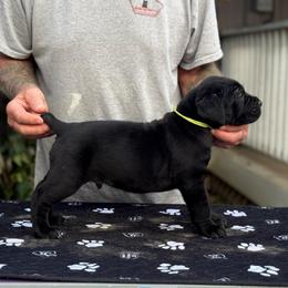 Lime Collar - Black male Cane Corso puppy in Paris, Texas from Knucklehead Cane Corso