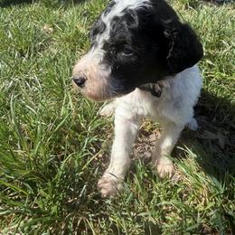 Girl 1 - Parti female Poodle puppy in Travelers Rest, South Carolina from Hampshire Hill’s Standard Poodles