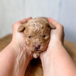 Girl 4 - Red female Assorted Doodle Crosses puppy in Arlington, Washington from Doodle Love Laugh