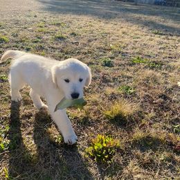 Golden Retriever Puppies from Panhandle PawsNClaws