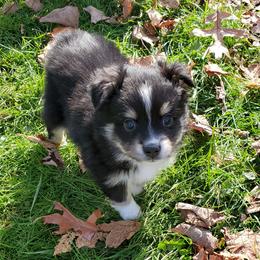 Miniature Australian Shepherd Puppies from M&B Mini Aussies