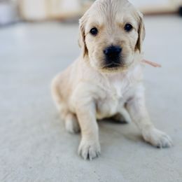 Golden Retriever Puppies from K5 Dog Services