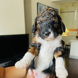 Goldendoodle Puppies from Labradoodleday