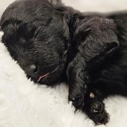 Jett - Black male Poodle puppy in Coolidge, Arizona from Effervescent-Pooches